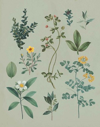 Framed Victorian Garden V Print