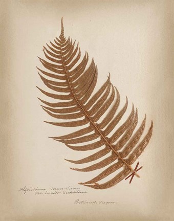 Framed Ferns in Book V Burgundy Print