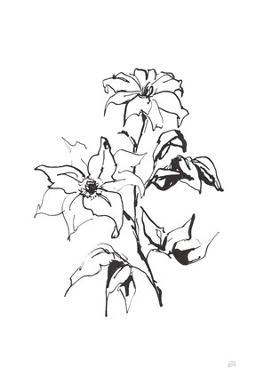 Framed Line Clematis Print