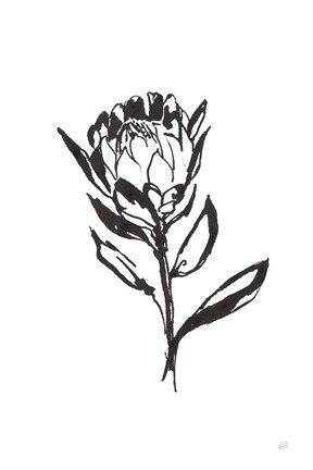 Framed Line Protea II Print