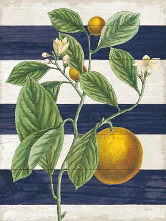 Framed Classic Citrus VI Navy Shiplap NW Print