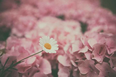 Framed Daisy Dreams Print