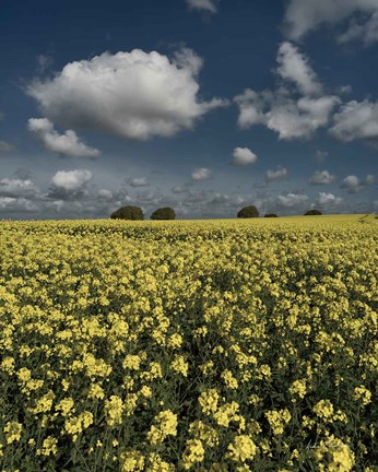 Framed Yellow Fields Print
