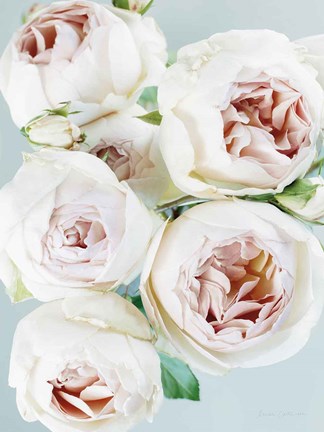 Framed Early David Austin Roses Print