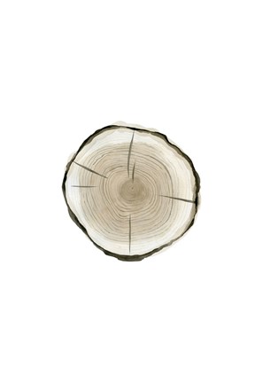 Framed Tree Slice I Print