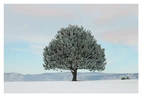 Framed Frosted Pine Print