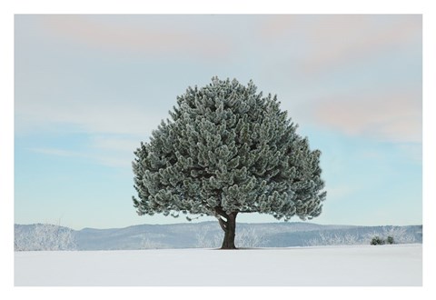 Framed Frosted Pine Print