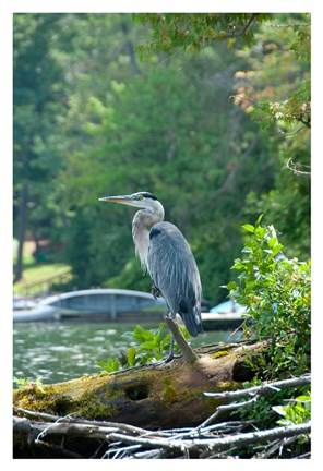 Framed Heron on Lake George Print