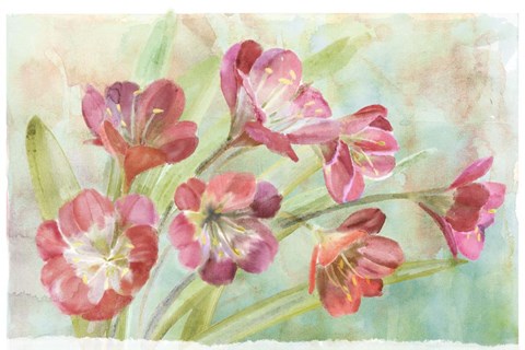 Framed Bowing Clevia Print