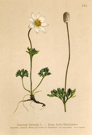 Framed Anemone Baldensis Print