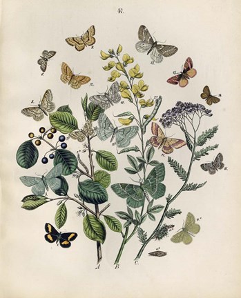 Framed Papillion - Butterflies Print