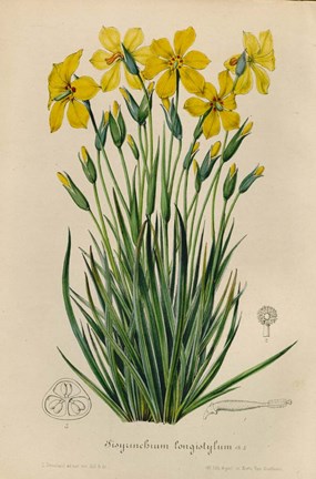 Framed Sisyrinchium Longistylum Print