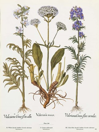 Framed Valeriana Print