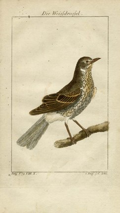 Framed Die Weisfdrosfel Print