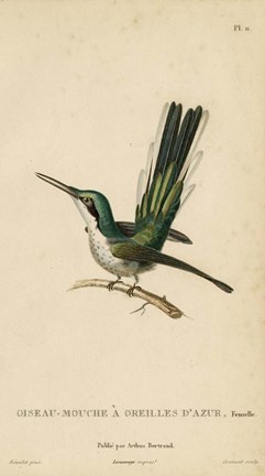 Framed Oiseau-Mouche A Oreilles D&#39;Azur Print