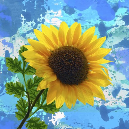 Framed Sunflower 1 Print