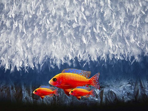 Framed Red Fish 3 Print