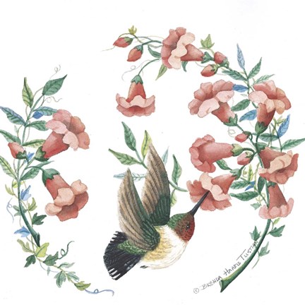 Framed Male Broad Tailed Hummingbird Print
