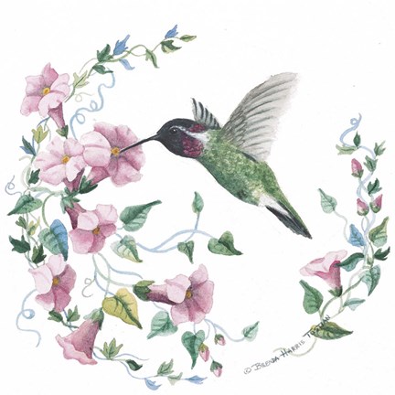 Framed Male Costas Hummingbird Print