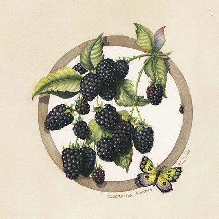 Framed Blackberries Print