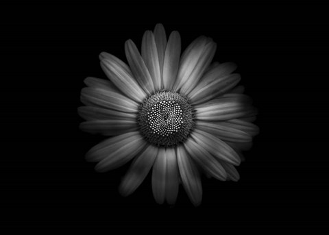Framed Backyard Flowers In Black And White 31 Print