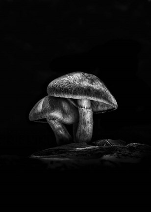 Framed Toadstools On A Trail No 2 Print