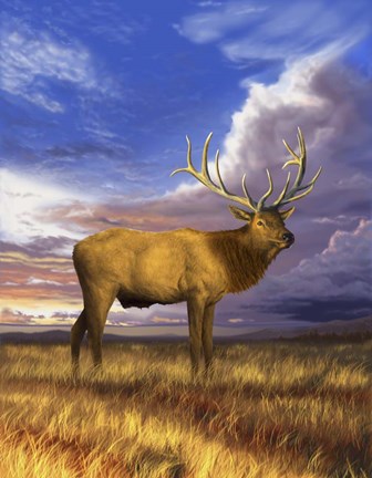 Framed Elk at Sunset Print