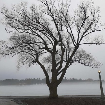 Framed Tree In Fog II Print