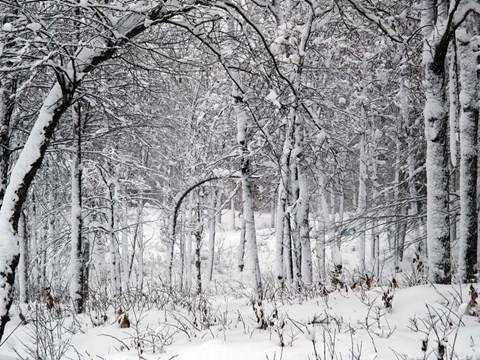 Framed Trees In Snow Print