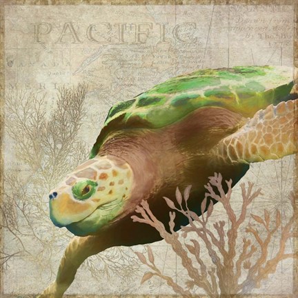 Framed Sea Turtle Pacific Print