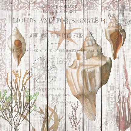 Framed Seashells on Driftwood Panel Print