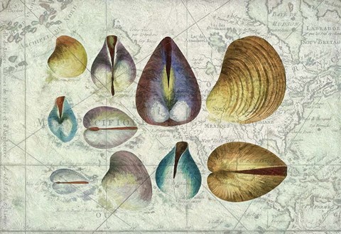 Framed Seashells on Map I Print