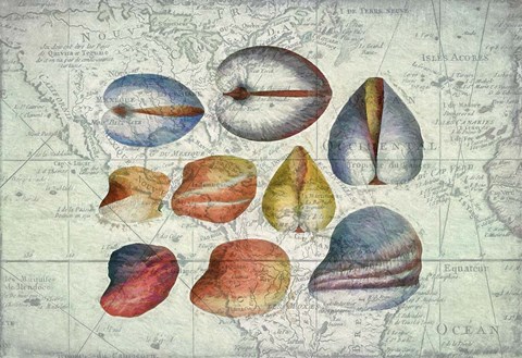 Framed Seashells on Map II Print