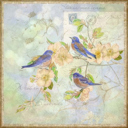 Framed Blue Birds on Blossem Branch Print