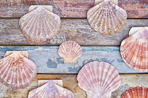 Framed Pecten Shells on Planks Print