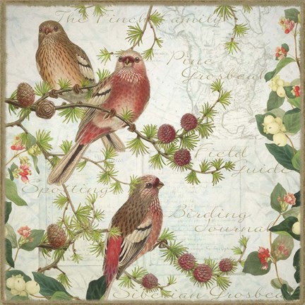 Framed Pine Grosbeak with Snowberry Print