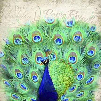 Framed Royal Peacock Print