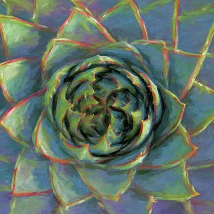 Framed Succulent Beauty II Print