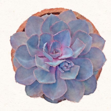Framed Succulent Watercolor Study Print