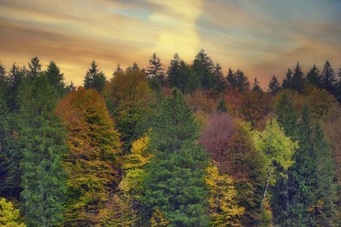 Framed Evening Light Forest Print