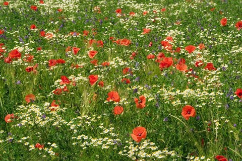 Framed Flower Field with Poppies Print