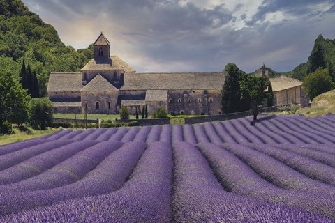 Framed Lavender Fields of Abbaye de Senanque Print