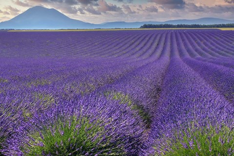 Framed Lavender Fields Provence Print