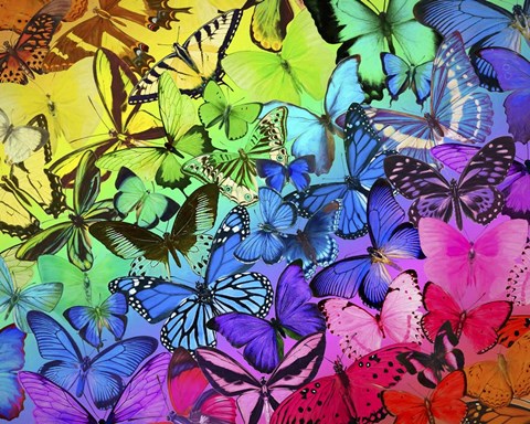 Framed Rainbow of Butterflies 2 Print