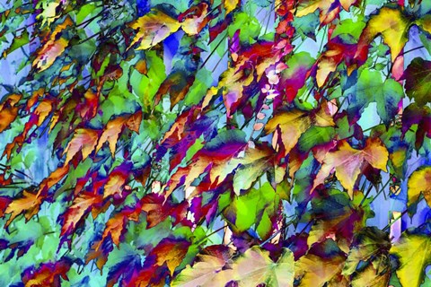 Framed Colorful Foliage 10 Print
