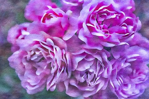 Framed Roses on Canvas 4 Print