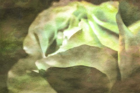 Framed Roses on Canvas 21 Print