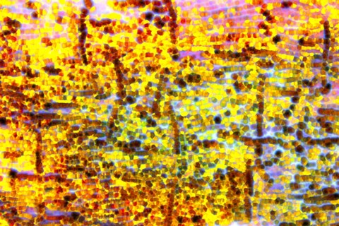 Framed Playful Laugh 1 Print