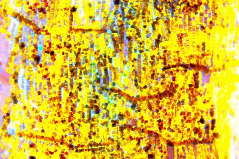 Framed Playful Laugh 18 Print