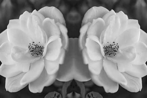 Framed Twin Rose 26 Print